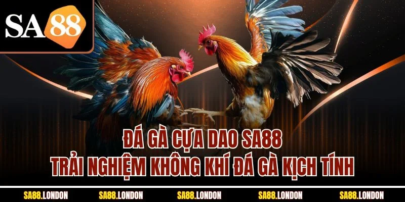 Đá Gà Cựa Dao SA88 - Trải Nghiệm Không Khí Đá Gà Kịch Tính